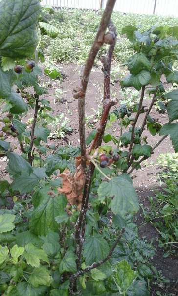 Что за белый налет на стволе смородины