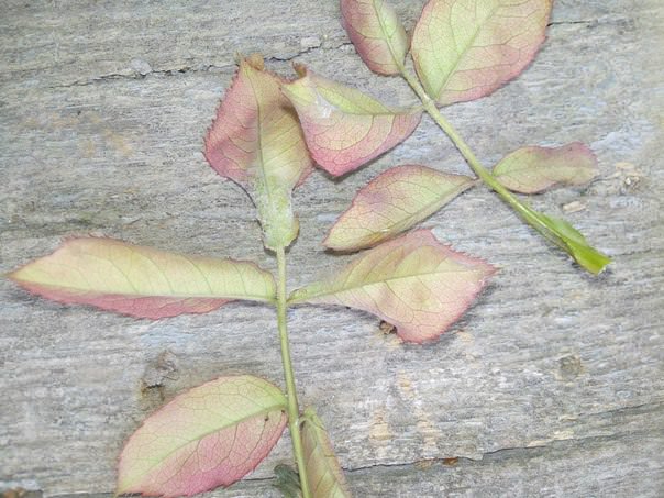 Почему засыхают кусты малины