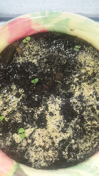 Что делать, если на земле появился налет