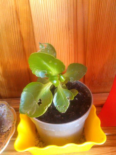 Что за вредитель портит листья цветов