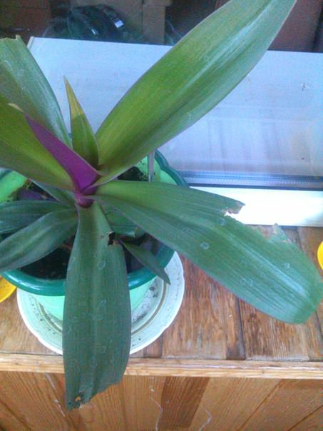 Что за вредитель портит листья цветов