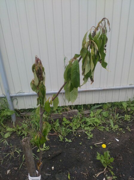 Почему у черешни вянут листья, а у калины закручиваются