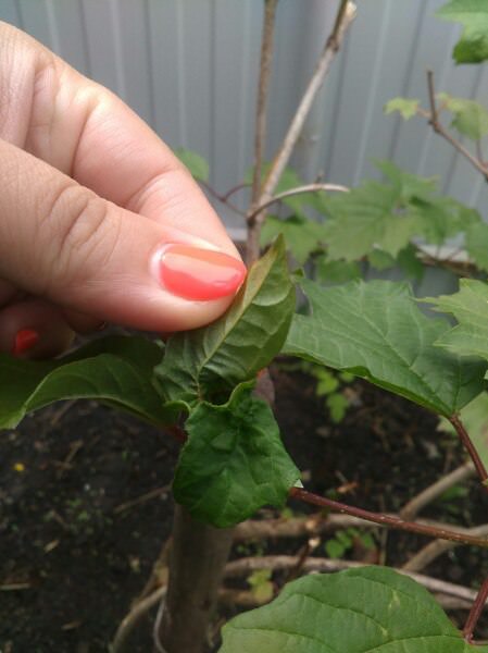 Почему у черешни вянут листья, а у калины закручиваются