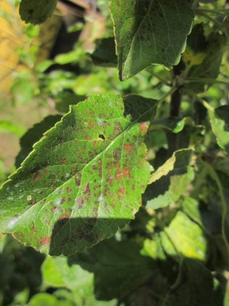 Почему на листьях яблони появились пятна