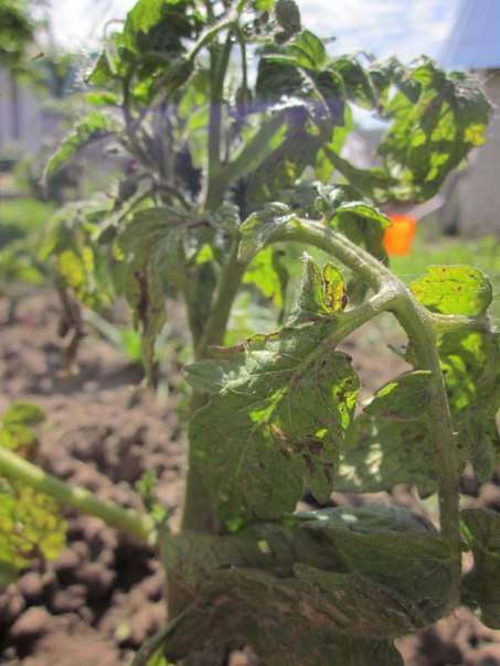 Почему на листьях яблони появились пятна