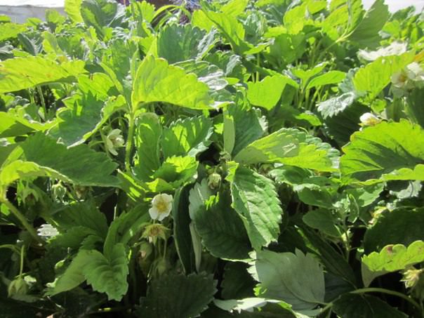 Почему на листьях яблони появились пятна