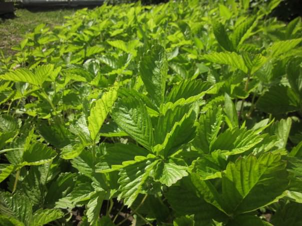 Почему на листьях яблони появились пятна