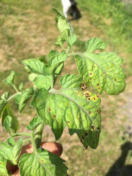 Что за черные мошки на помидорах и как с ними бороться