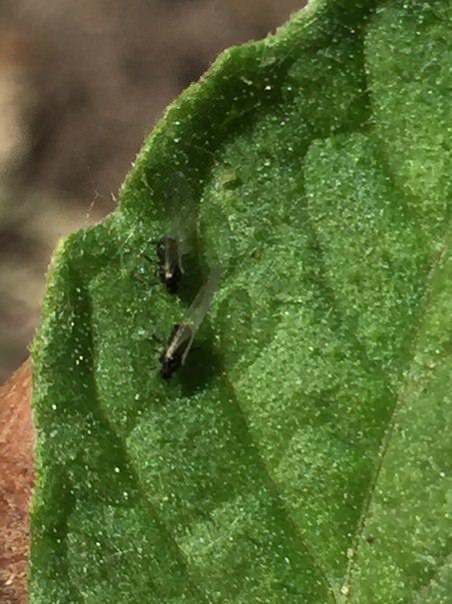 Что за черные мошки на помидорах и как с ними бороться