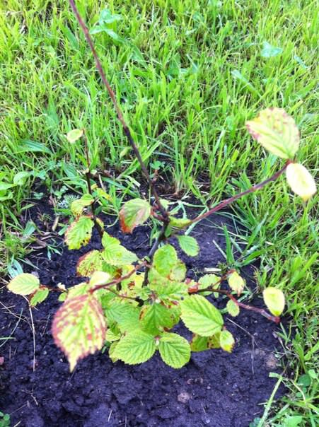 Почему краснеют листья войлочной вишни