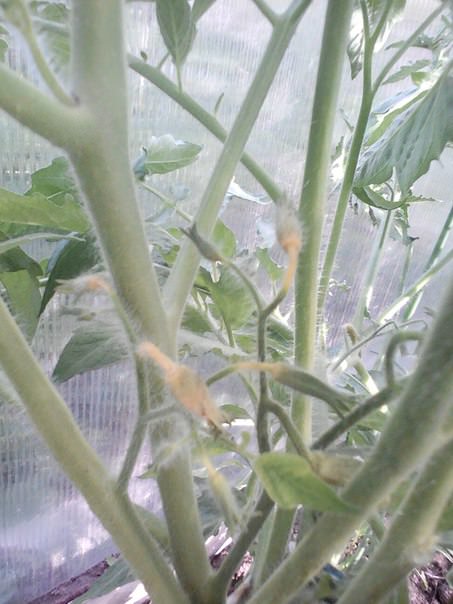 Что делать, если цветоносы в помидорах сохнут и опадают