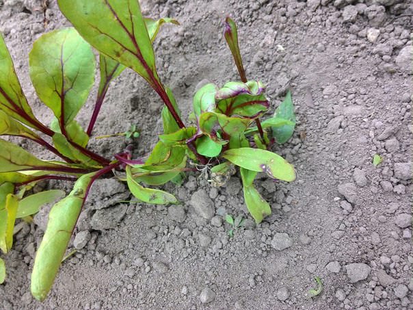 Почему у свеклы скручиваются листья