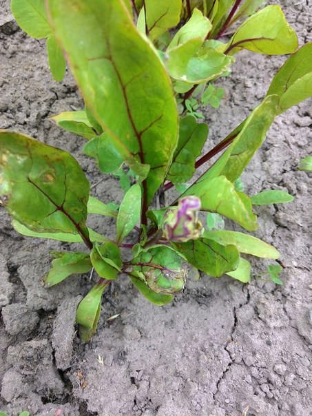 Почему у свеклы скручиваются листья