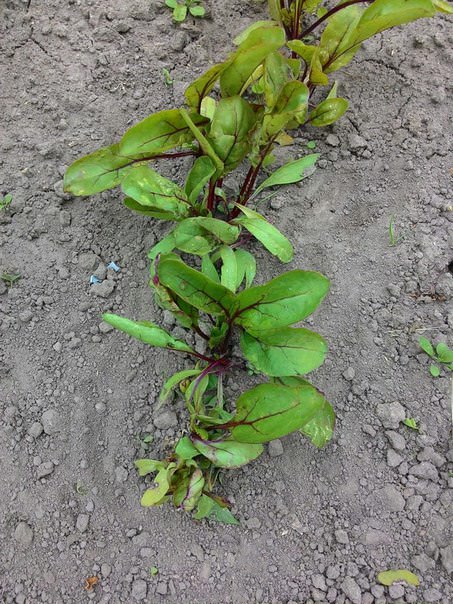 Почему у свеклы скручиваются листья