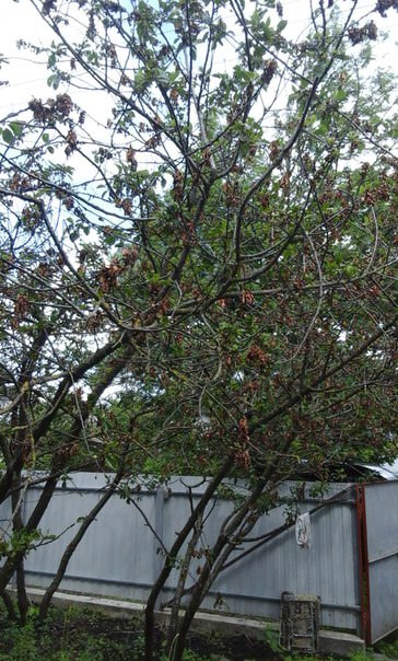 Как вернуть деревья к жизни после заморозок