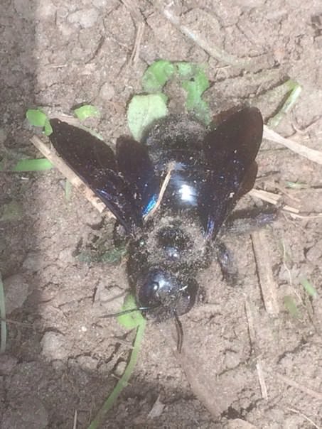 Что это за насекомое и как с ним бороться