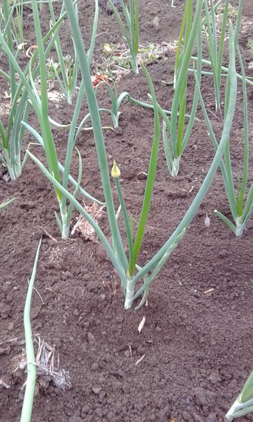 Нужно ли обрывать стрелки у лука