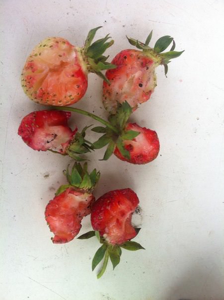 Кто поедает клубнику и как с этим бороться