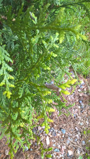 Что это за гусеницы на туе и как с ними бороться