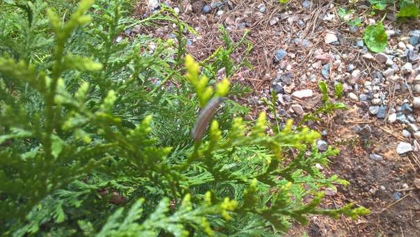 Что это за гусеницы на туе и как с ними бороться