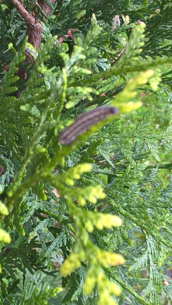 Что это за гусеницы на туе и как с ними бороться