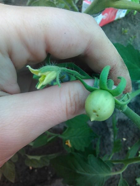 Что это за дырочки на плодах помидор