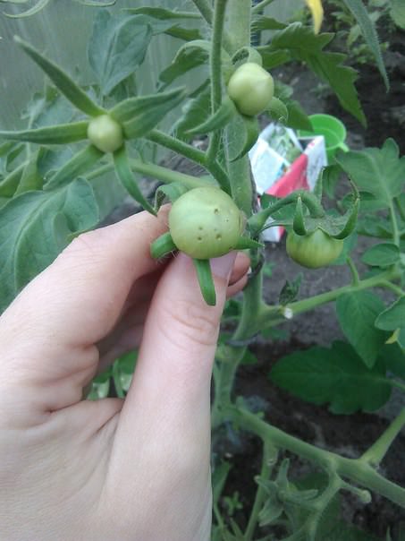 Что это за дырочки на плодах помидор