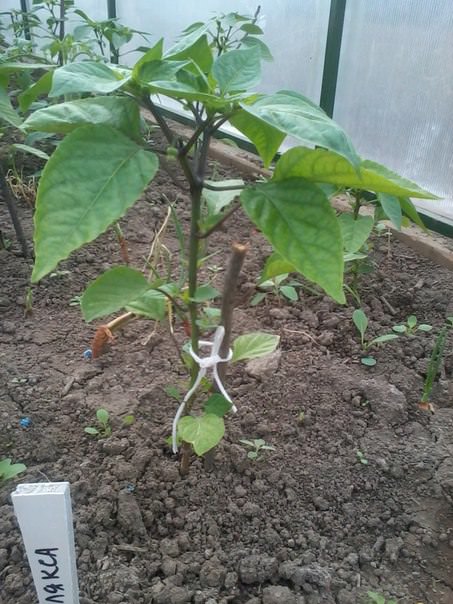 Нужно ли у перцев удалять пасынки и нижние листья до развилки