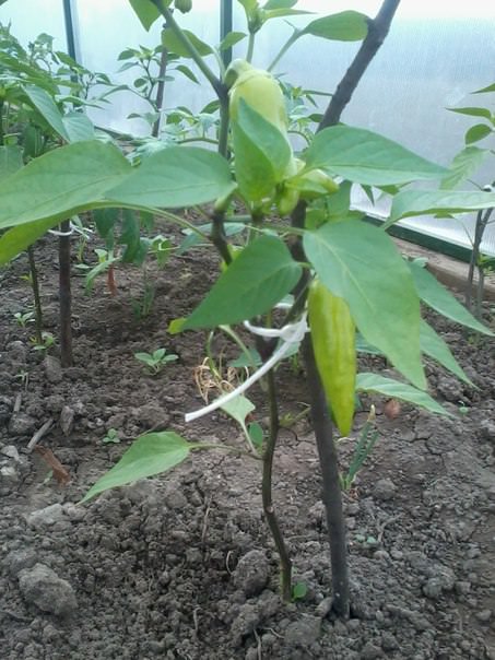 Нужно ли у перцев удалять пасынки и нижние листья до развилки