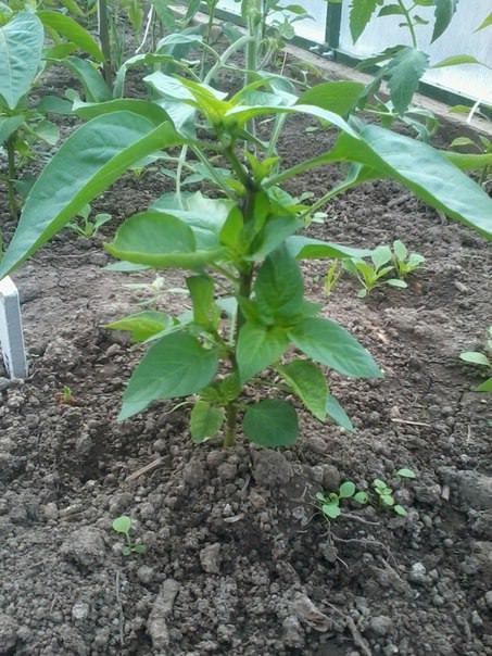 Нужно ли у перцев удалять пасынки и нижние листья до развилки