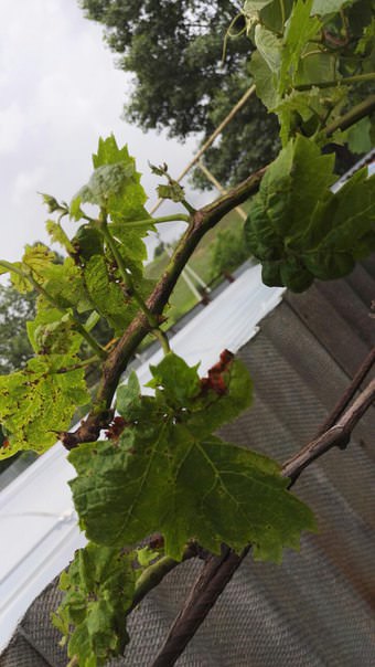 Что случилось с виноградом