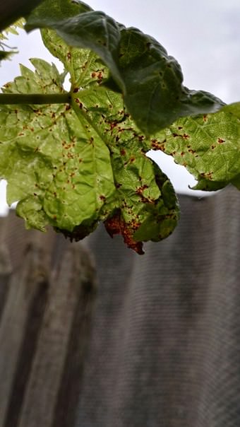 Что случилось с виноградом