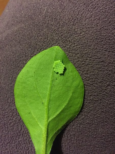 Что это на листьях петунии