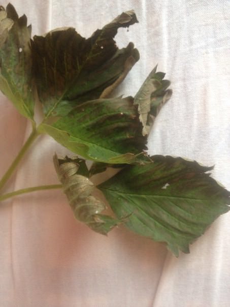 Почему у клубники темнеют и сохнут листья