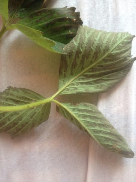 Почему у клубники темнеют и сохнут листья