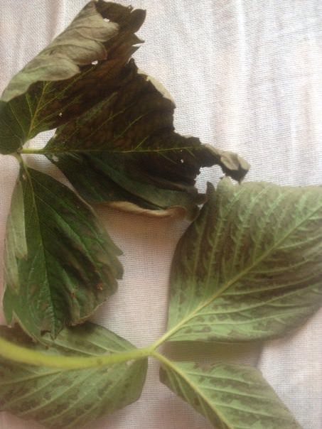 Почему у клубники темнеют и сохнут листья