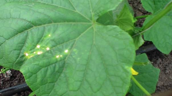 Чем заболели огурцы в теплице