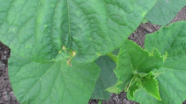 Чем заболели огурцы в теплице