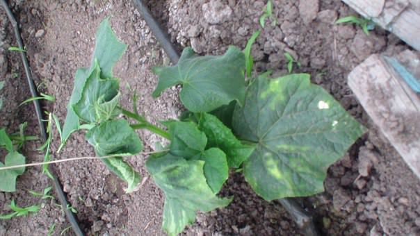 Чем заболели огурцы в теплице