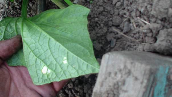 Чем заболели огурцы в теплице