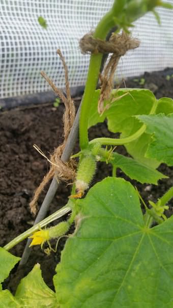 Почему завяли цветы у огурца