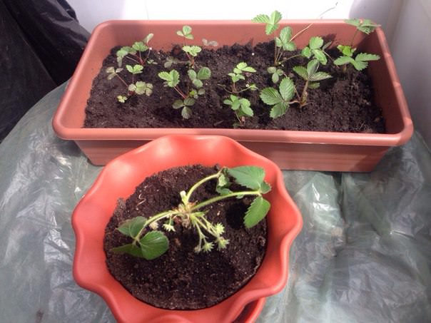 Что делать, если у земляники поникли листья