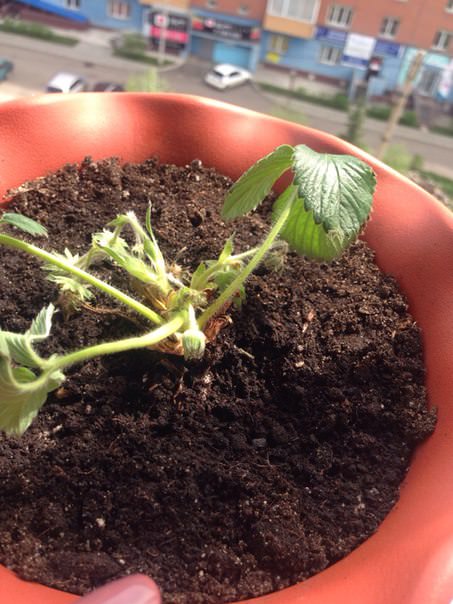 Что делать, если у земляники поникли листья