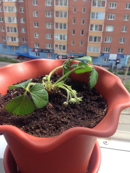 Что делать, если у земляники поникли листья