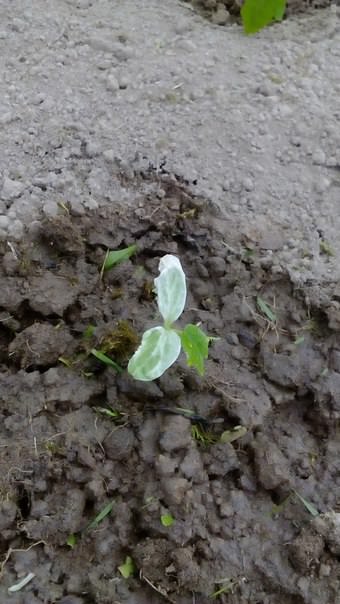 Почему у огурцов поникли листья после посадки