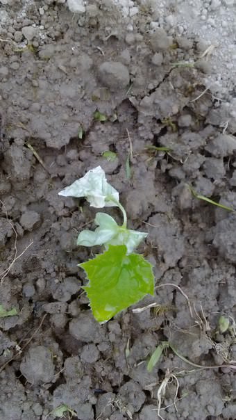 Почему у огурцов поникли листья после посадки