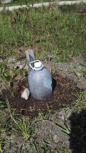 Не запреет ли роза под пластиковой бутылкой