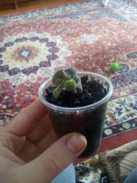 Почему листья у фиалки растут мелкие и скрученные