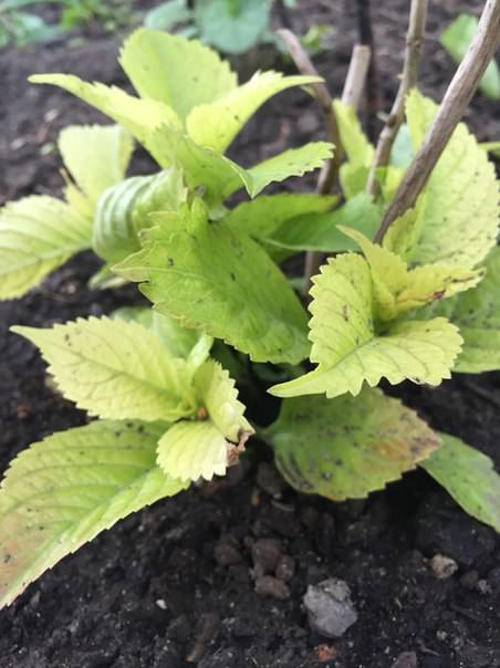 Что делать, если гортензия не растет