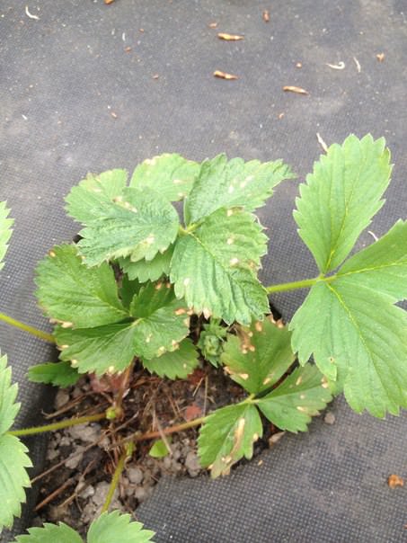 Что за вредитель отгрызает цветоносы у клубники